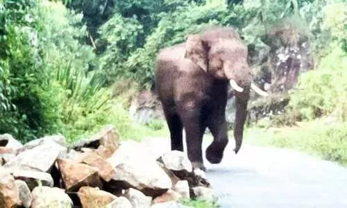 യാത്രക്കാരെ വിരട്ടി കാട്ടാനകൾ