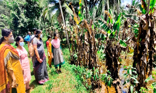 വ്യാപക മഴ; ജില്ലയില്‍ 211.89 ലക്ഷത്തിന്റെ കൃഷിനാശം