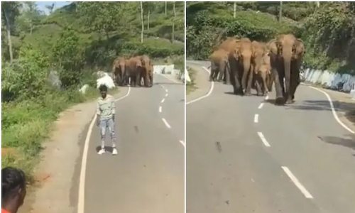 ആനക്കൂട്ടത്തിനൊപ്പം സെൽഫിയെടുക്കാൻ നടുറോഡിൽ കാർ നിർത്തി; യാത്രക്കാർക്ക് പിന്നീട് സംഭവിച്ചത്