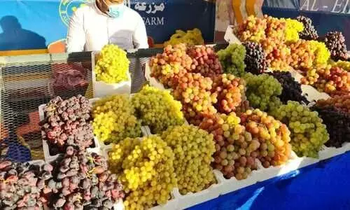 ഖസീം മുന്തിരിയുത്സവം ആറ് ദിവസം കൂടി; മേള നഗരിയിൽ തിരക്കേറി