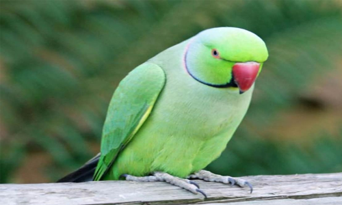 തത്തയുടെ കരച്ചിൽ ശല്യമായി; അയൽക്കാരനെതിരെ പരാതിയുമായി 72കാരൻ പൊലീസ് സ്റ്റേഷനിൽ