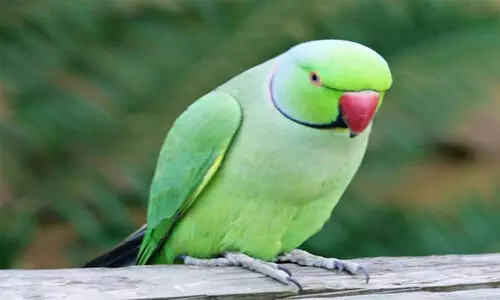 തത്തയുടെ കരച്ചിൽ ശല്യമായി; അയൽക്കാരനെതിരെ പരാതിയുമായി 72കാരൻ പൊലീസ് സ്റ്റേഷനിൽ