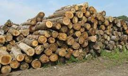 കൃഷിക്കുള്ള പട്ടയത്തിന്‍റെ മറവിൽ വൻ മരംകൊള്ള; കുറ്റവാളികളെ സംരക്ഷിച്ച് വനംവകുപ്പിന്‍റെ റിപ്പോർട്ട്