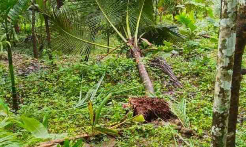 വായാട് കാട്ടാനകൾ ഇറങ്ങി; വ്യാപക കൃഷിനാശം