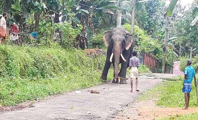 ബുള്ളറ്റിന്റെ ശബ്ദം കേട്ട് ആന വിരണ്ടു; മണിക്കൂറോളം നാട് മുൾമുനയിൽ ബുള്ളറ്റിന്റെ ശബ്ദം കേട്ട് ആന വിരണ്ടു; മണിക്കൂറോളം നാട് മുൾമുനയിൽ
