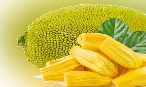 വിപണിയെ അറിഞ്ഞ് ചെയ്യാം; ചക്ക സംസ്കരണവും മൂല്യവർധനവും