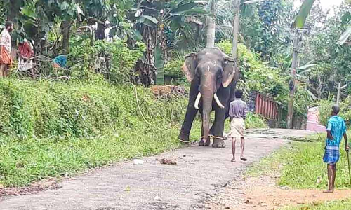 ബുള്ളറ്റിന്‍റെ ശബ്ദം കേട്ട് ആന വിരണ്ടു; മണിക്കൂറോളം നാട് മുൾമുനയിൽ