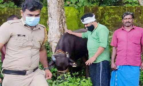 വിരണ്ടോടിയ പോത്ത് ദേശീയപാതയിൽ ഭീകരാന്തരീക്ഷം സൃഷ്ടിച്ചു