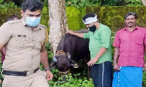 വിരണ്ടോടിയ പോത്ത് ദേശീയപാതയിൽ ഭീകരാന്തരീക്ഷം സൃഷ്ടിച്ചു