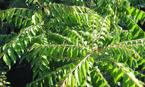 curry leaves