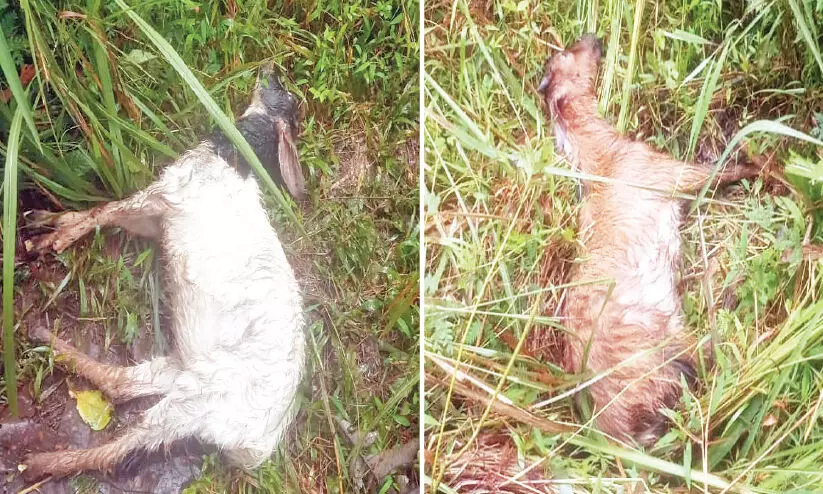 ചീയമ്പത്ത് ആടുകളെ കടുവ കൊന്നു