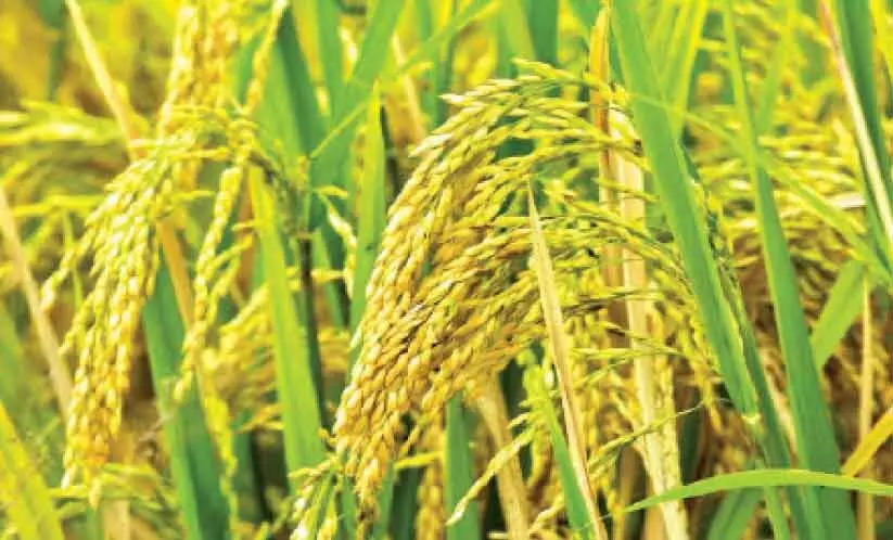 സർക്കാർ ഉറപ്പ് പാലിച്ചില്ലെങ്കിൽ നെല്ല് സംഭരിക്കില്ലെന്ന് മില്ലുടമകൾ സർക്കാർ ഉറപ്പ് പാലിച്ചില്ലെങ്കിൽ നെല്ല് സംഭരിക്കില്ലെന്ന് മില്ലുടമകൾ