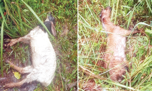 ചീയമ്പത്ത് ആടുകളെ കടുവ കൊന്നു