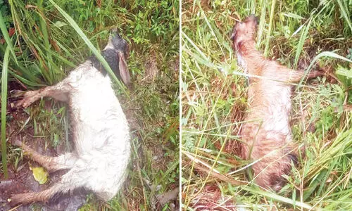 ചീയമ്പത്ത് ആടുകളെ കടുവ കൊന്നു