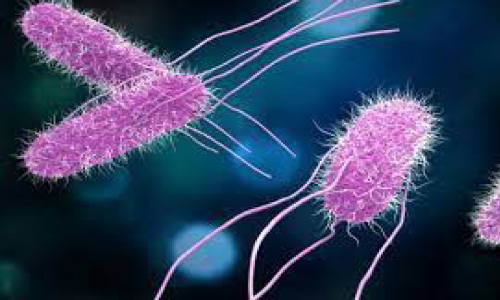 കാ​സ​ർ​കോ​ട് ടൈ​ഫോ​യ്ഡ് റി​പ്പോ​ർ​ട്ട് ചെ​യ്തു; ജാ​ഗ്ര​ത പാ​ലി​ക്ക​ണ​മെ​ന്ന് ഡി.​എം.​ഒ