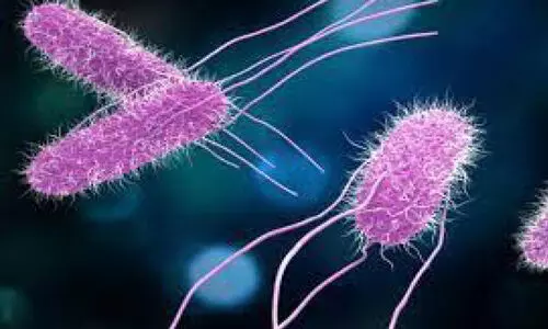 കാസർകോട് ടൈഫോയ്ഡ് റിപ്പോർട്ട് ചെയ്തു; ജാഗ്രത പാലിക്കണമെന്ന് ഡി.എം.ഒ കാസർകോട് ടൈഫോയ്ഡ് റിപ്പോർട്ട് ചെയ്തു; ജാഗ്രത പാലിക്കണമെന്ന് ഡി.എം.ഒ