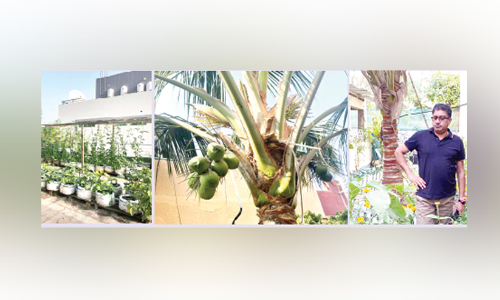 ഈ​ന്ത​പ്പ​ന​യു​ടെ നാ​ട്ടി​ൽ ത​ല​യു​യ​ർ​ത്തി നാ​ളി​കേ​രം