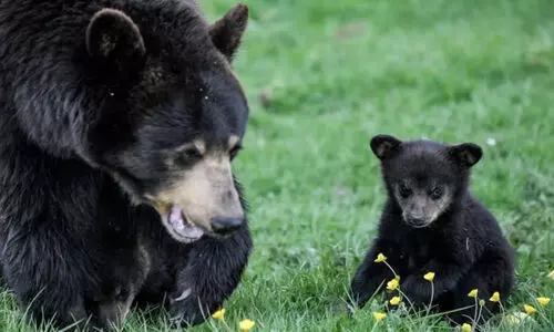 തീറ്റ തേടിയെത്തി; കാറിനുള്ളിൽ കുടുങ്ങി കരടി