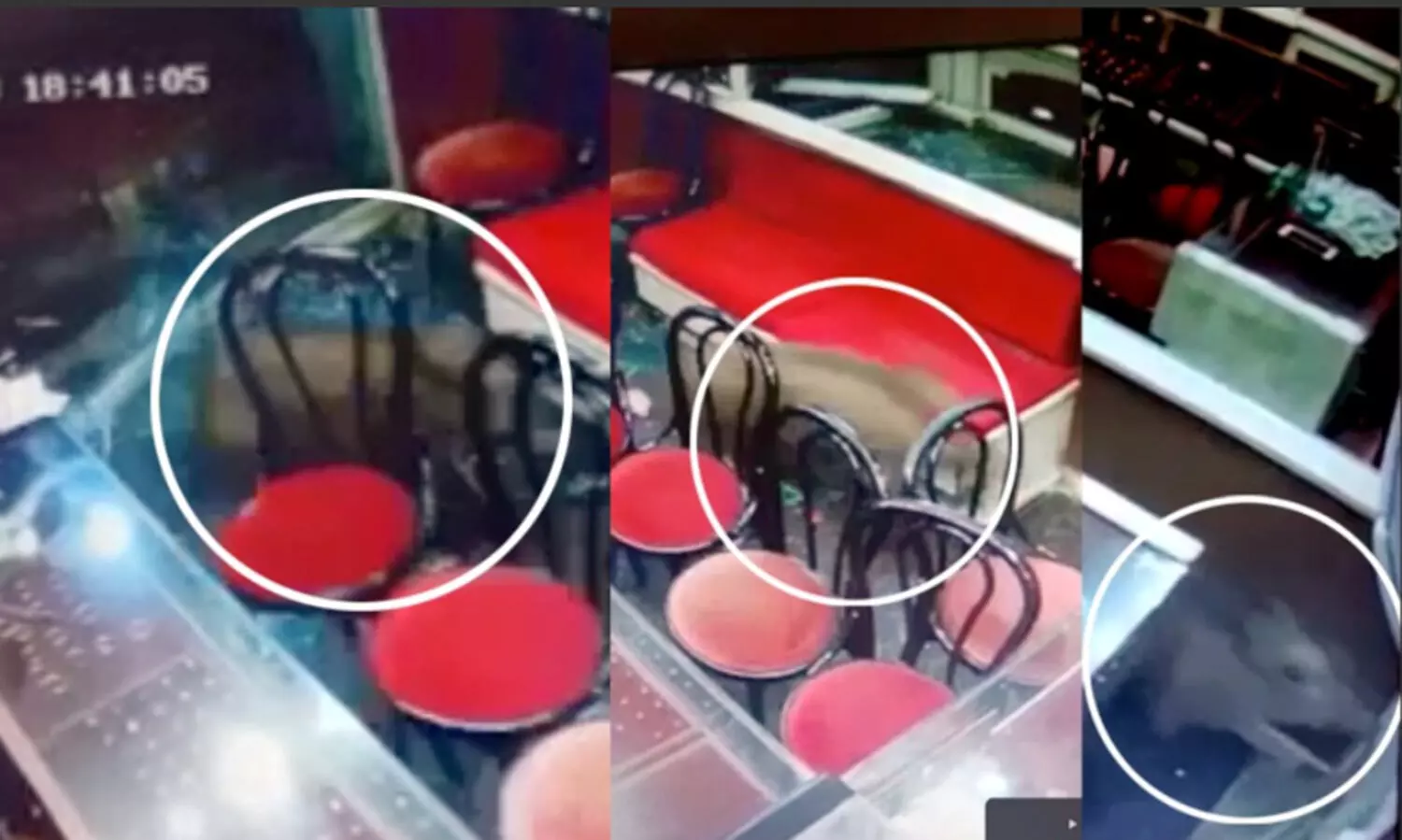 ജ്വല്ലറിയില്‍ ചില്ല് തകർത്ത് കാട്ടുപന്നിയുടെ പരാക്രമം