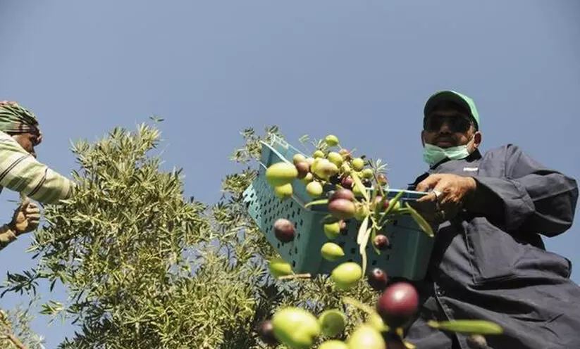 സൗദിയിൽ ഗാർഹിക തൊഴിലാളികൾക്ക് സ്വമേധയാ തൊഴിലുടമയെ മാറ്റാം