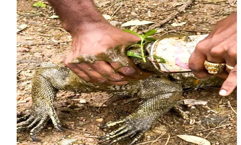 പാത്രത്തിൽ കുടുങ്ങിയ ഉടുമ്പിനെ രക്ഷിച്ചു