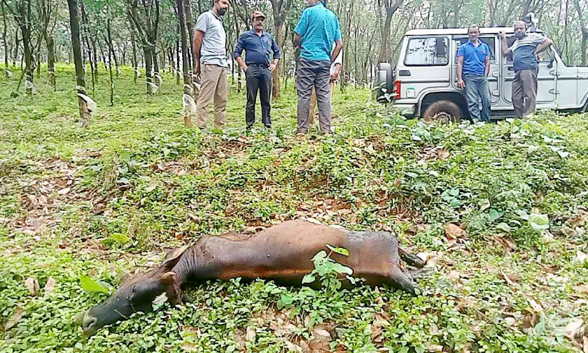 കാട്ടാനക്ക് പിന്നാലെ പുലി; മലയോര ഗ്രാമങ്ങളില് ഭീതിയൊഴിയുന്നില്ല കാട്ടാനക്ക് പിന്നാലെ പുലി; മലയോര ഗ്രാമങ്ങളില് ഭീതിയൊഴിയുന്നില്ല