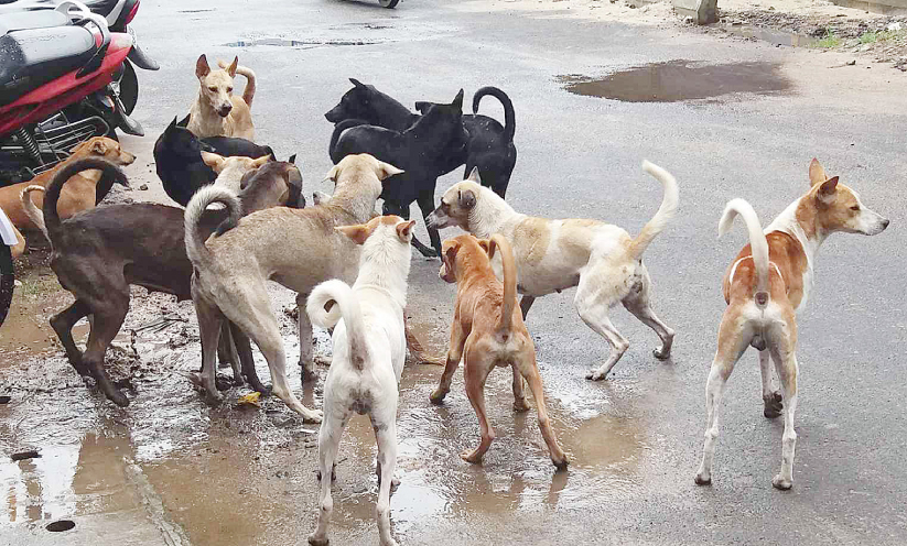 street dog street dog