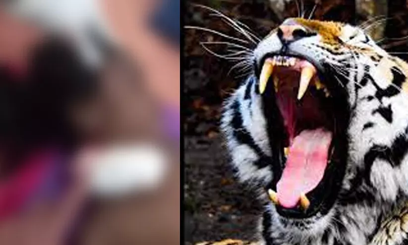 വീട്ടുമുറ്റത്ത് കളിക്കുന്നതിനിടെ നാലു വയസ്സുകാരിയെ കടുവ കടിച്ചുകൊണ്ടുപോയി കൊന്നു