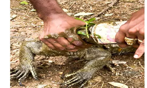 പാത്രത്തിൽ കുടുങ്ങിയ ഉടുമ്പിനെ രക്ഷിച്ചു