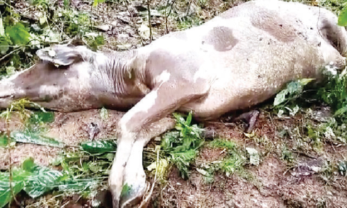 മൈലമ്പാടിയിൽ താവളമാക്കി കടുവ; തിരഞ്ഞുമടുത്ത് വനംവകുപ്പ്