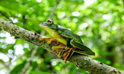 പച്ചിലപ്പാറൻ തവളയെ പെരിങ്ങനാട് ചാലയിൽ കണ്ടെത്തി