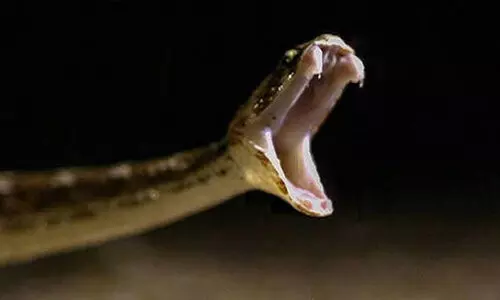 snake bite