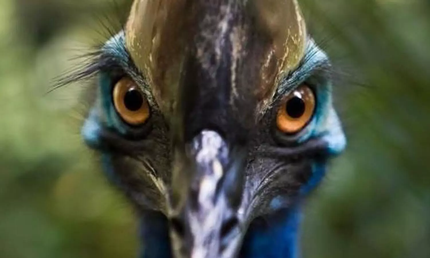 Australian Ranger’s Near-Death Experience With World