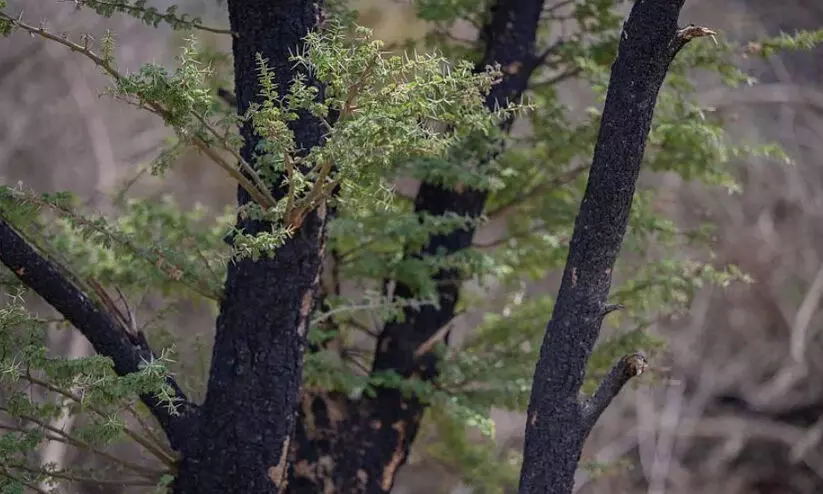 കൂടുതൽ പച്ചപ്പണിയാൻ സൗദി തെക്കൻ പ്രവിശ്യ കൂടുതൽ പച്ചപ്പണിയാൻ സൗദി തെക്കൻ പ്രവിശ്യ