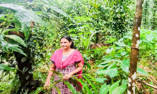 എട്ടേക്കറിൽ സലോമി വിളയിക്കുന്നു വൈവിധ്യങ്ങൾ