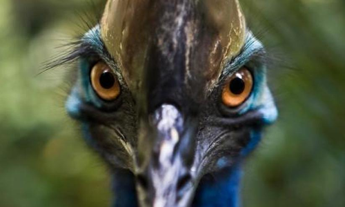 Australian Ranger’s Near-Death Experience With World