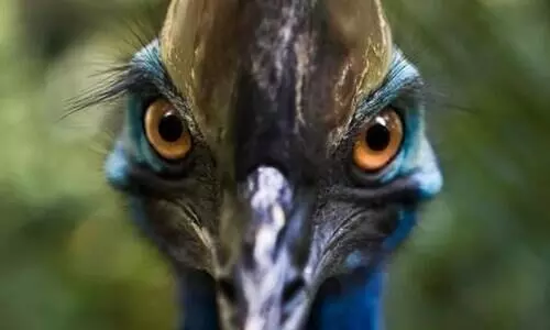 Australian Ranger’s Near-Death Experience With World