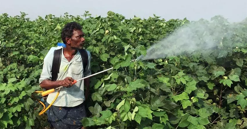 ഇന്ത്യയിൽ മാരക കീടനാശിനികളുടെ അനധികൃതമായ ഉപയോഗം വ്യാപകമെന്ന് പഠനറിപ്പോർട്ട്