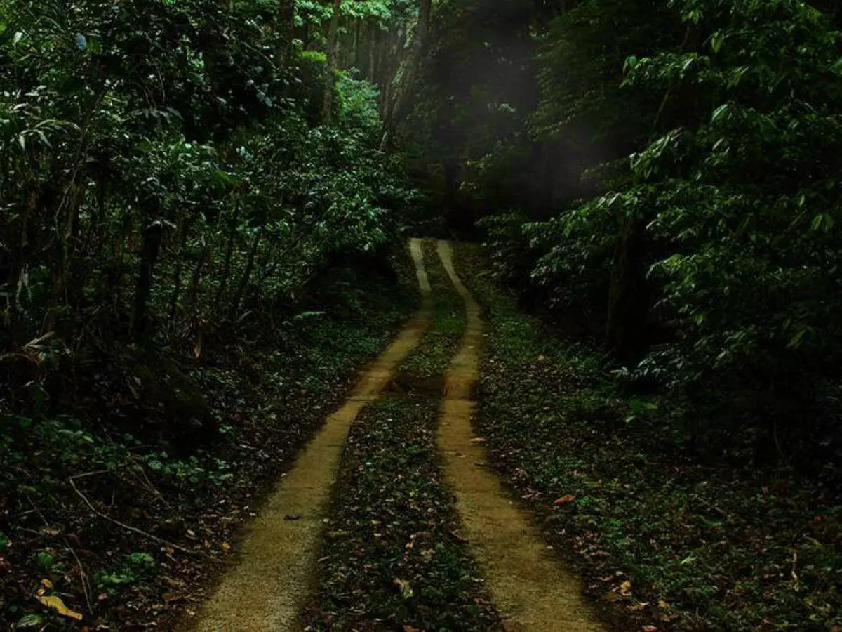 വയനാട് ജില്ലയിലെ മുഴുവൻ ടൂറിസം കേന്ദ്രങ്ങളും തുറക്കുന്നതിന് അനുമതി വയനാട് ജില്ലയിലെ മുഴുവൻ ടൂറിസം കേന്ദ്രങ്ങളും തുറക്കുന്നതിന് അനുമതി