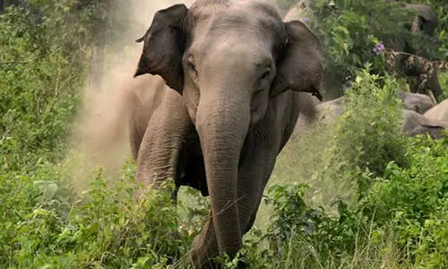 wild elephant