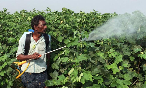 ഇന്ത്യയിൽ മാരക കീടനാശിനികളുടെ അനധികൃതമായ ഉപയോഗം വ്യാപകമെന്ന് പഠനറിപ്പോർട്ട്