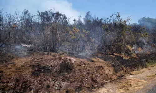 കടുത്ത ചൂടിൽ ഉരുകി യൂറോപ്പ്, കാട്ടുതീയോട് പൊരുതി ഫ്രാൻസ്