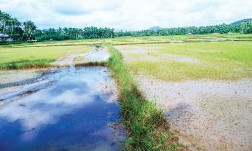 ജലാശയങ്ങളിൽ ഉപ്പിന്റെ അളവ് വർധിച്ചു; കതിര് പതിരാകുമെന്ന ഭീതിയിൽ കർഷകർ... ജലാശയങ്ങളിൽ ഉപ്പിന്റെ അളവ് വർധിച്ചു; കതിര് പതിരാകുമെന്ന ഭീതിയിൽ കർഷകർ...