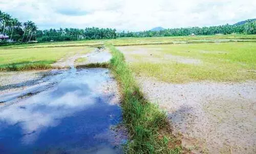 ജലാശയങ്ങളിൽ ഉപ്പിന്റെ അളവ് വർധിച്ചു; കതിര് പതിരാകുമെന്ന ഭീതിയിൽ കർഷകർ... ജലാശയങ്ങളിൽ ഉപ്പിന്റെ അളവ് വർധിച്ചു; കതിര് പതിരാകുമെന്ന ഭീതിയിൽ കർഷകർ...
