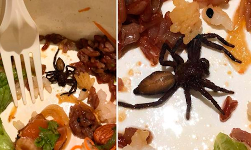 കഫേയിൽനിന്ന്​ വാങ്ങിയ ചട്ടിപ്പത്തിരിയിൽ ചത്ത എട്ടുകാലി