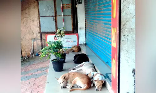 നിരത്തുകളില്‍ ഭീതി വിതച്ച് നായ്ക്കള്‍; തെരുവുനായ് നിയന്ത്രണ പദ്ധതികൾ പാതിവഴിയിലുപേക്ഷിച്ചു