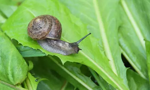 snail