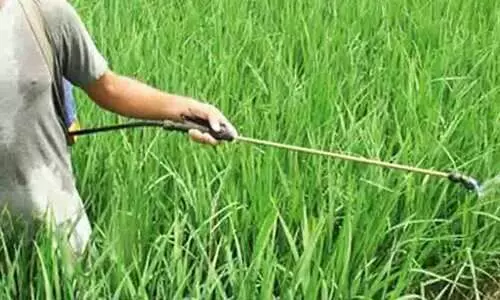 പത്ത് കീടനാശിനികൾ രണ്ട് മാസത്തേക്ക് വിലക്കി പഞ്ചാബ്