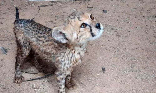 വന്യമൃഗങ്ങളെ കടത്താനുള്ള ശ്രമം പരാജയപ്പെടുത്തി