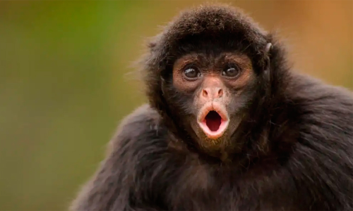 ഇരിക്കൂറിൽ കുരങ്ങുശല്യം രൂക്ഷം പൊറുതിമുട്ടി ജനം